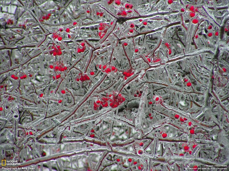Frozen berries in ice