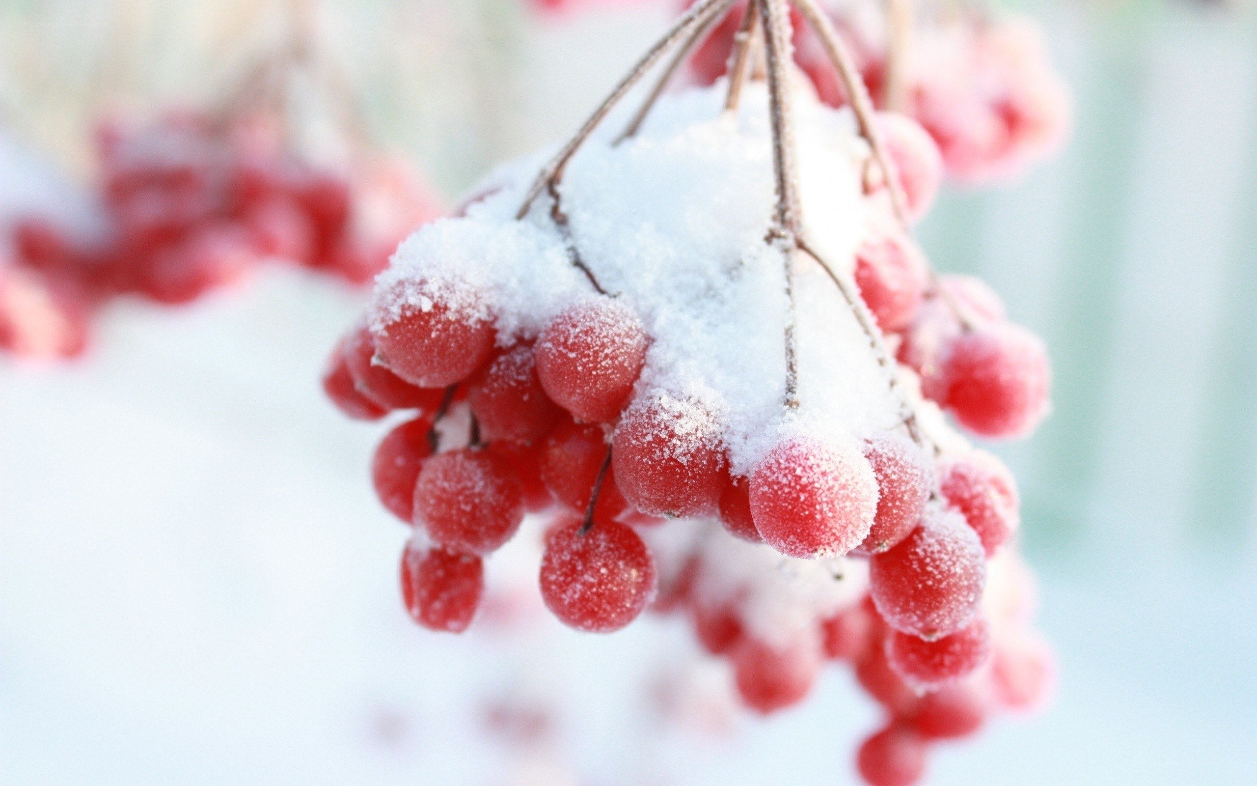 frozen berries in snow