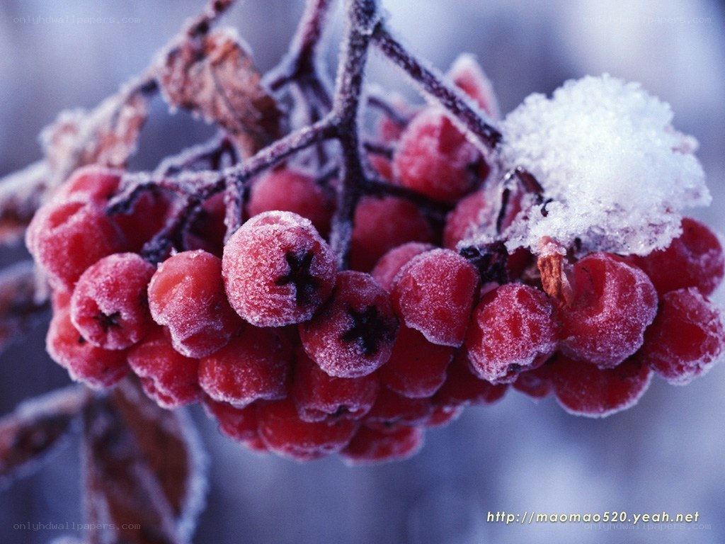 frozen berries in winter