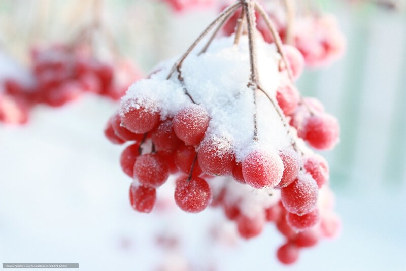 frozen berries in winter