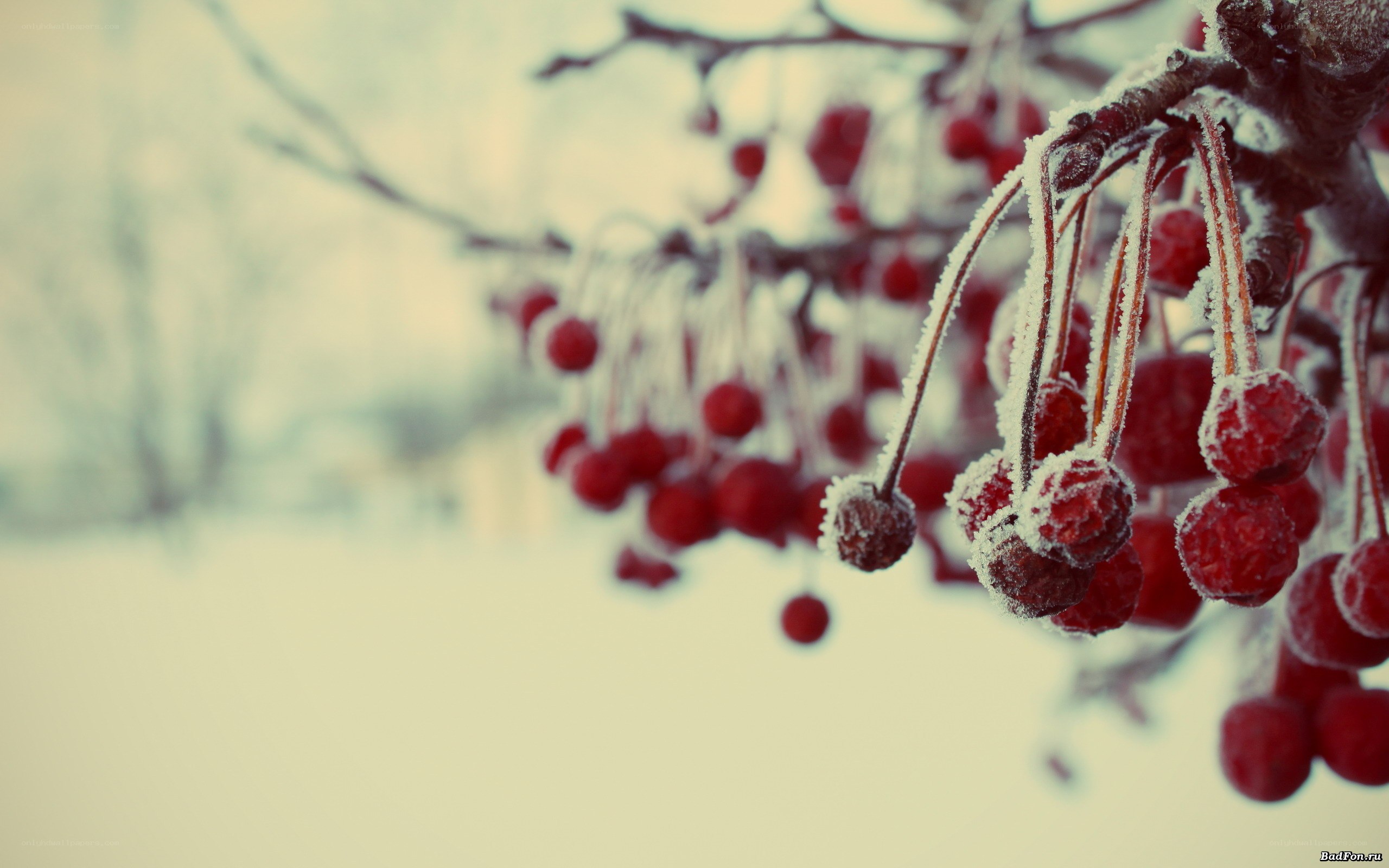 frozen berries on a branch