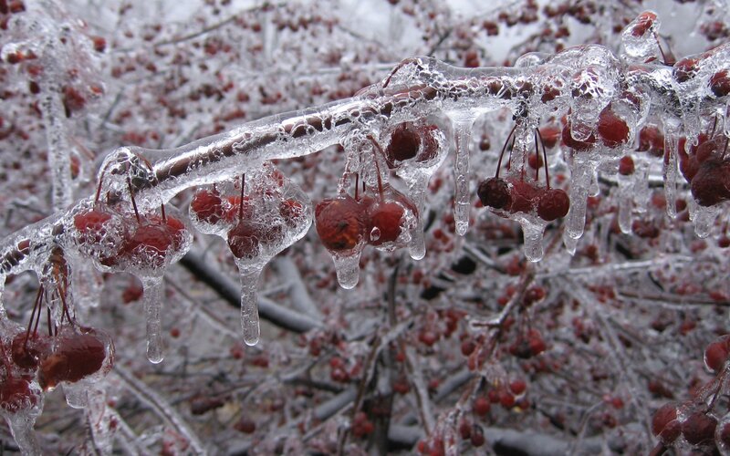 Frozen berries on a branch