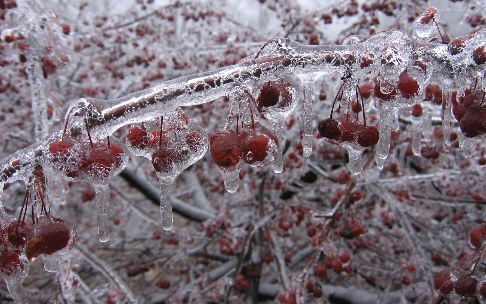 Frozen berries on a branch