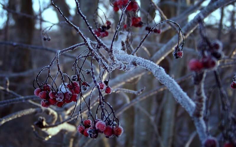 frozen berries on a branch