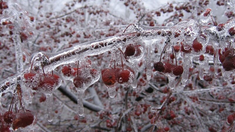 frozen berries on a branch