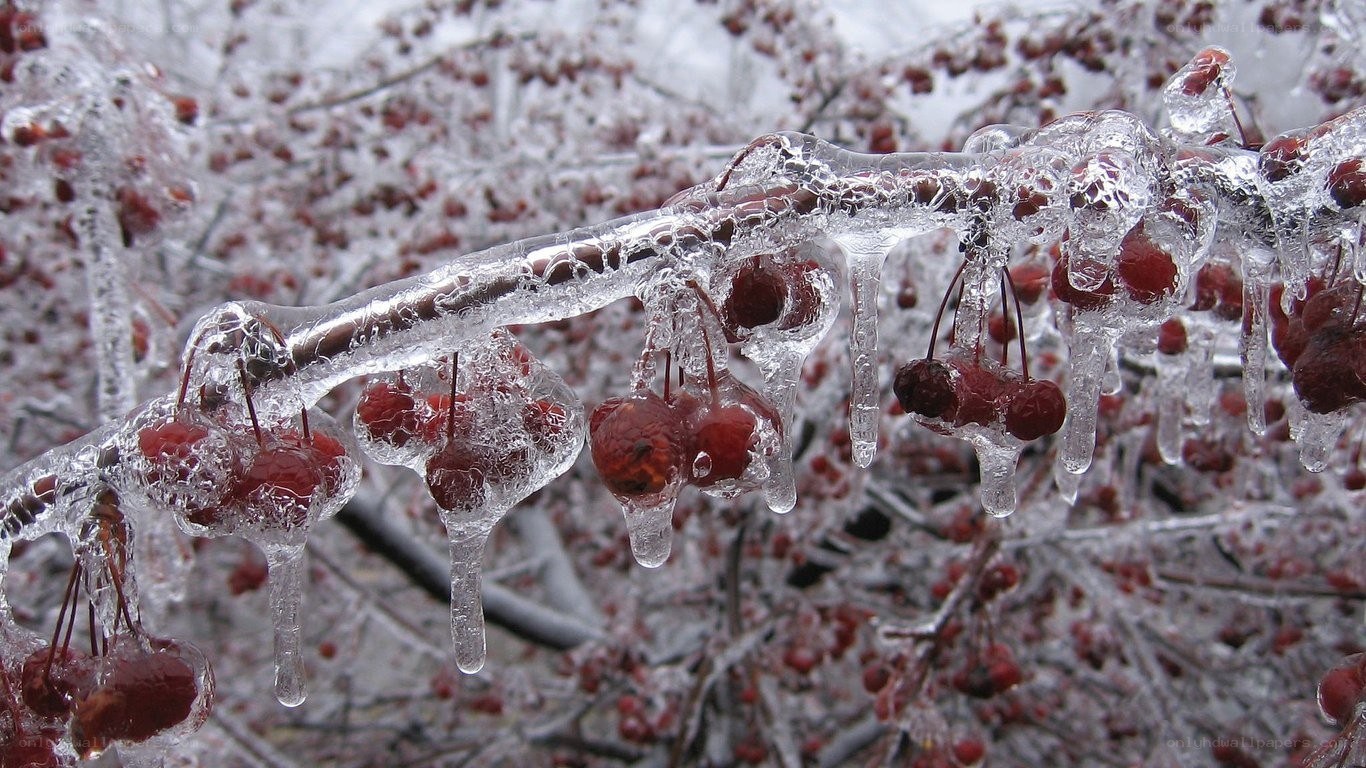 frozen berries on a branch