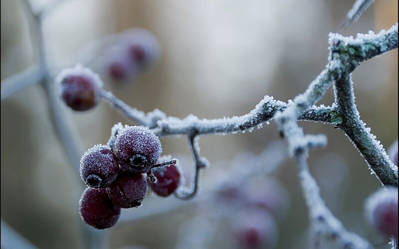 frozen berries on a branch