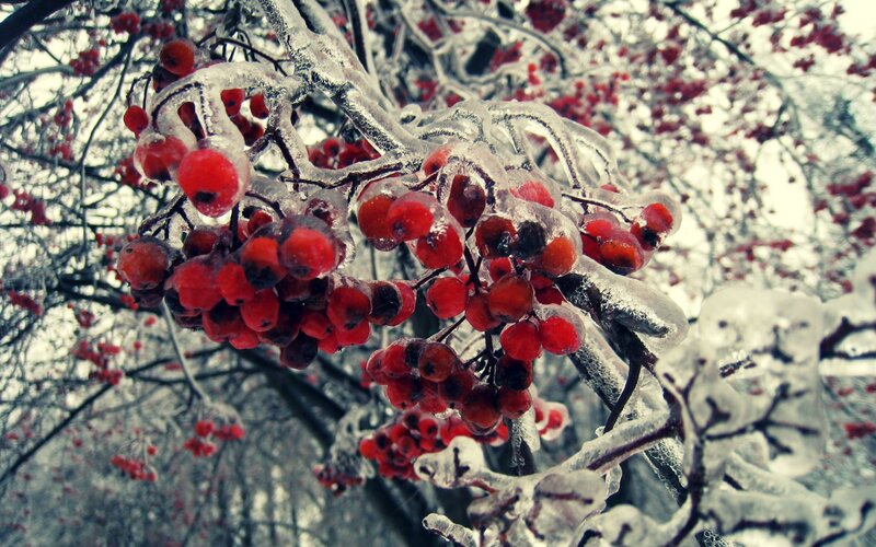 frozen berries on a branch