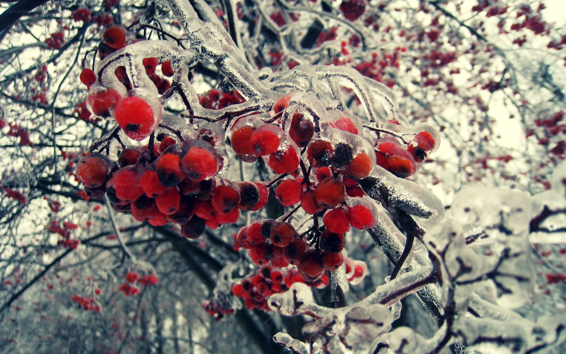 frozen berries on a branch