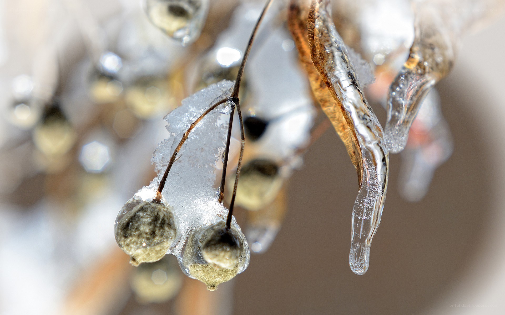 Frozen berries on a branch
