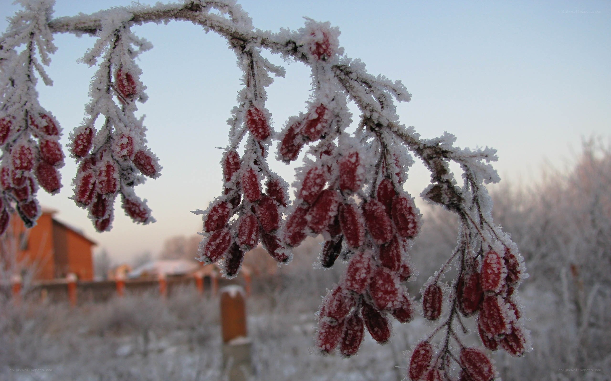 frozen berries on a branch