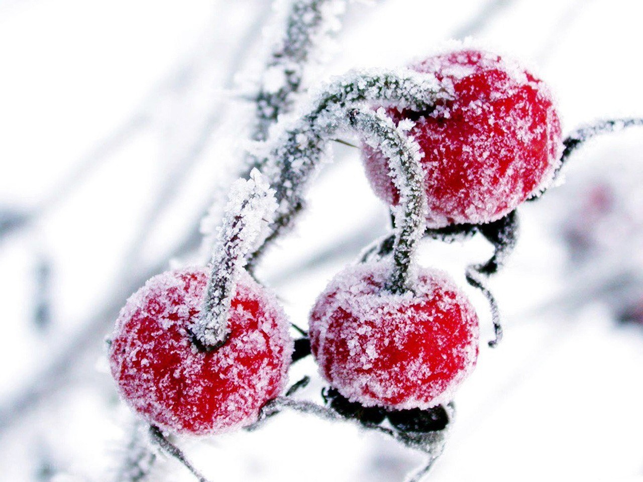 frozen berries on a branch