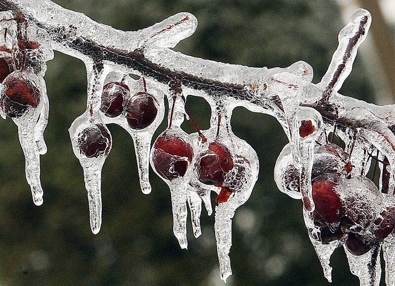 frozen berries on a branch