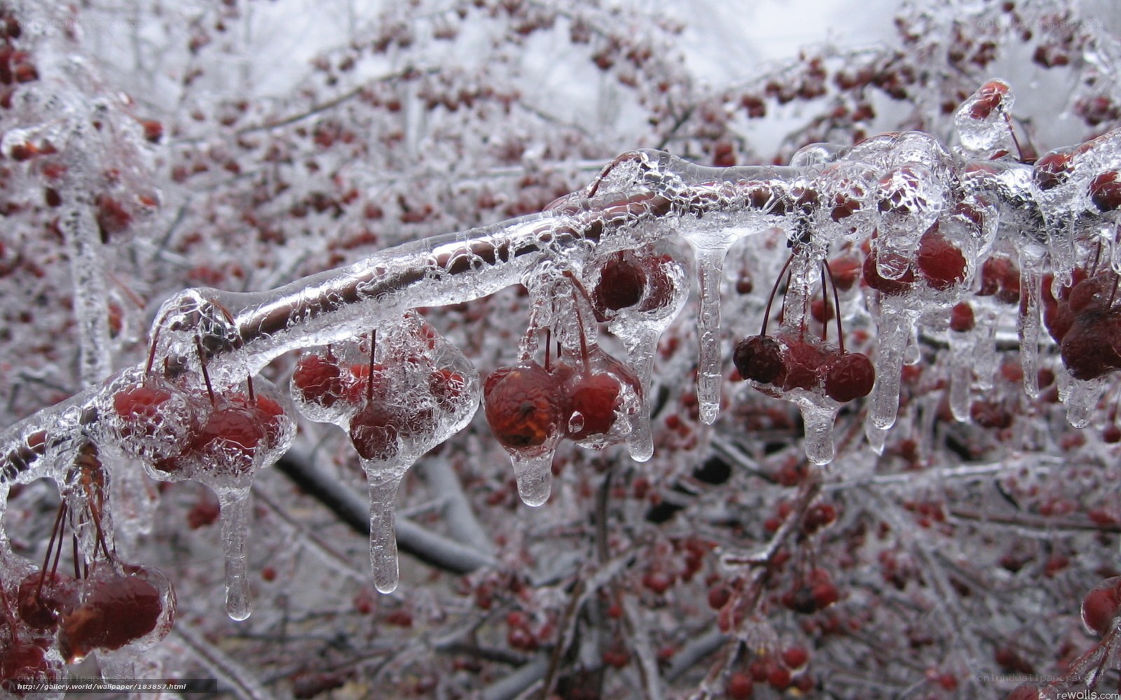 Frozen berries on a branch