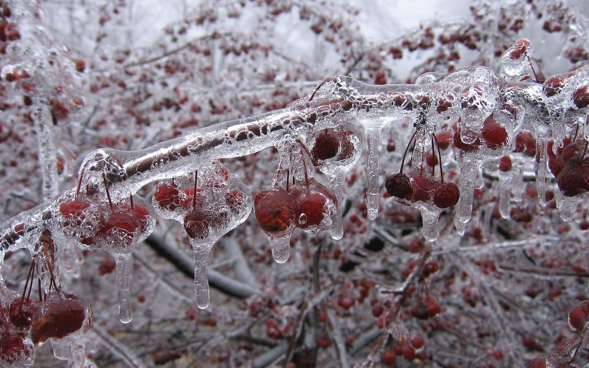 frozen berries on a branch