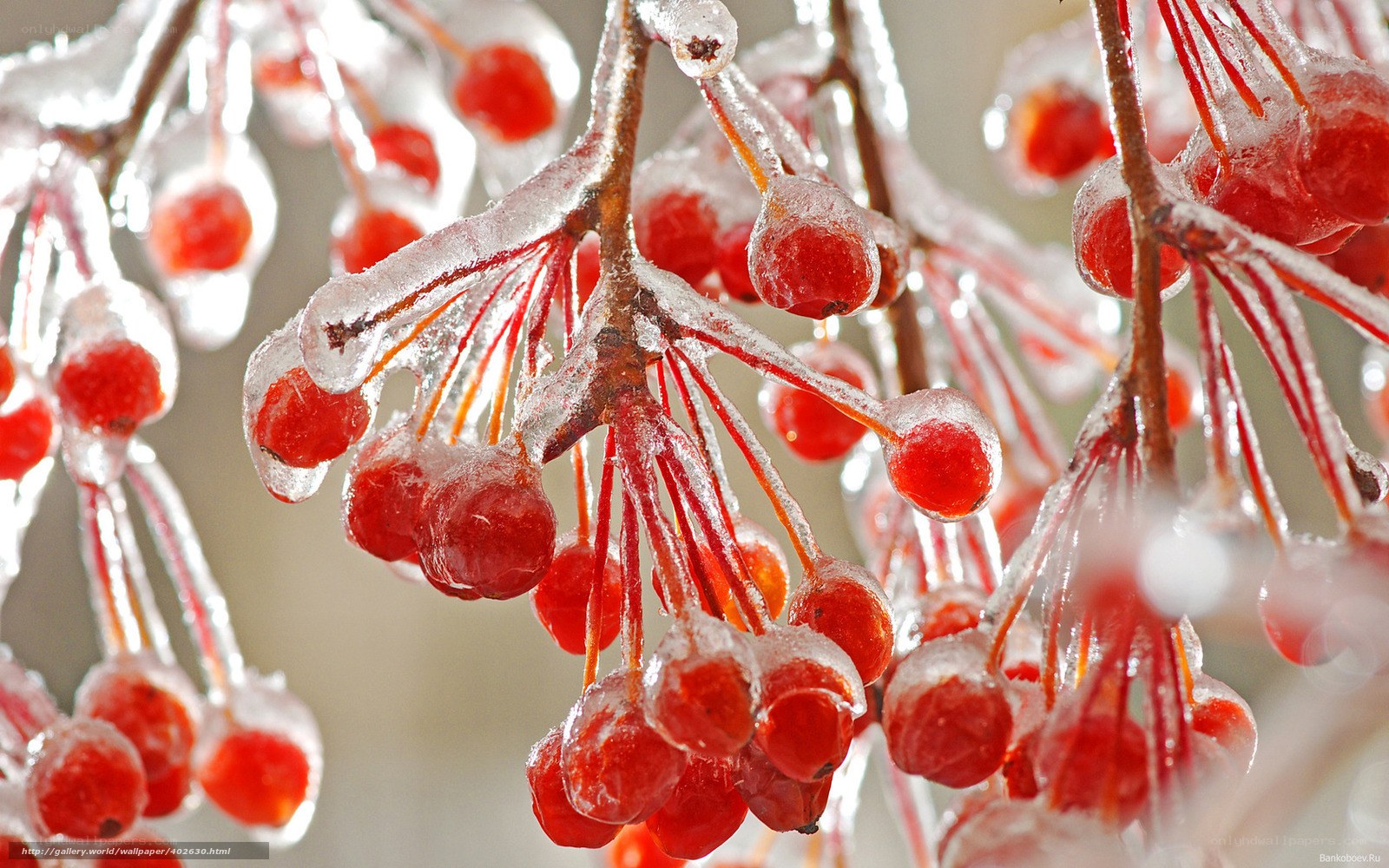 Frozen berries on a branch