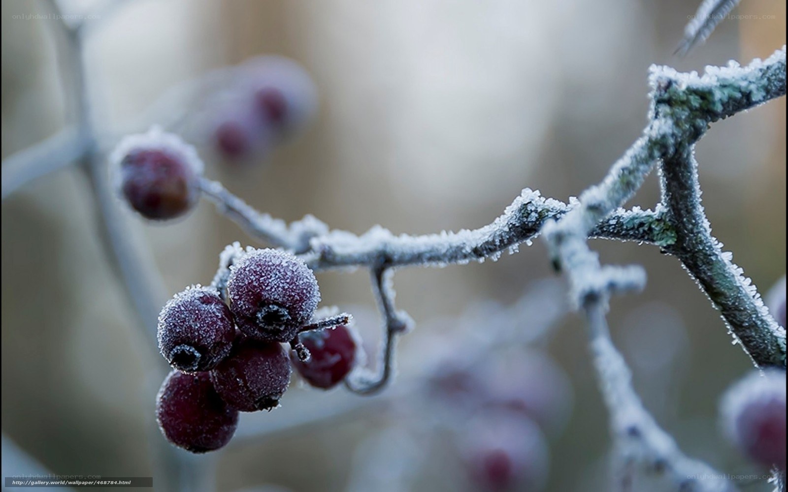 frozen berries on a branch