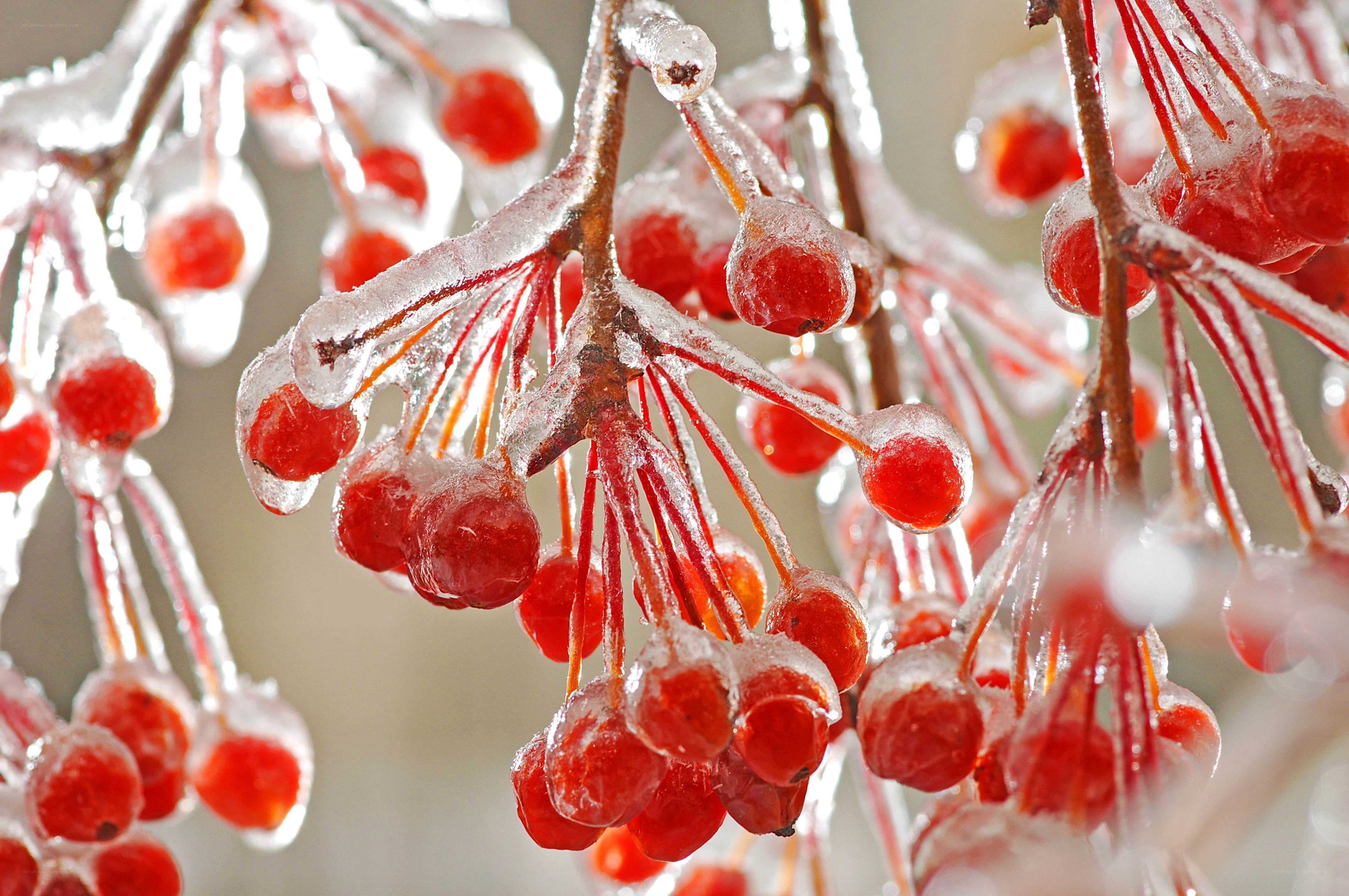 frozen berries on a branch