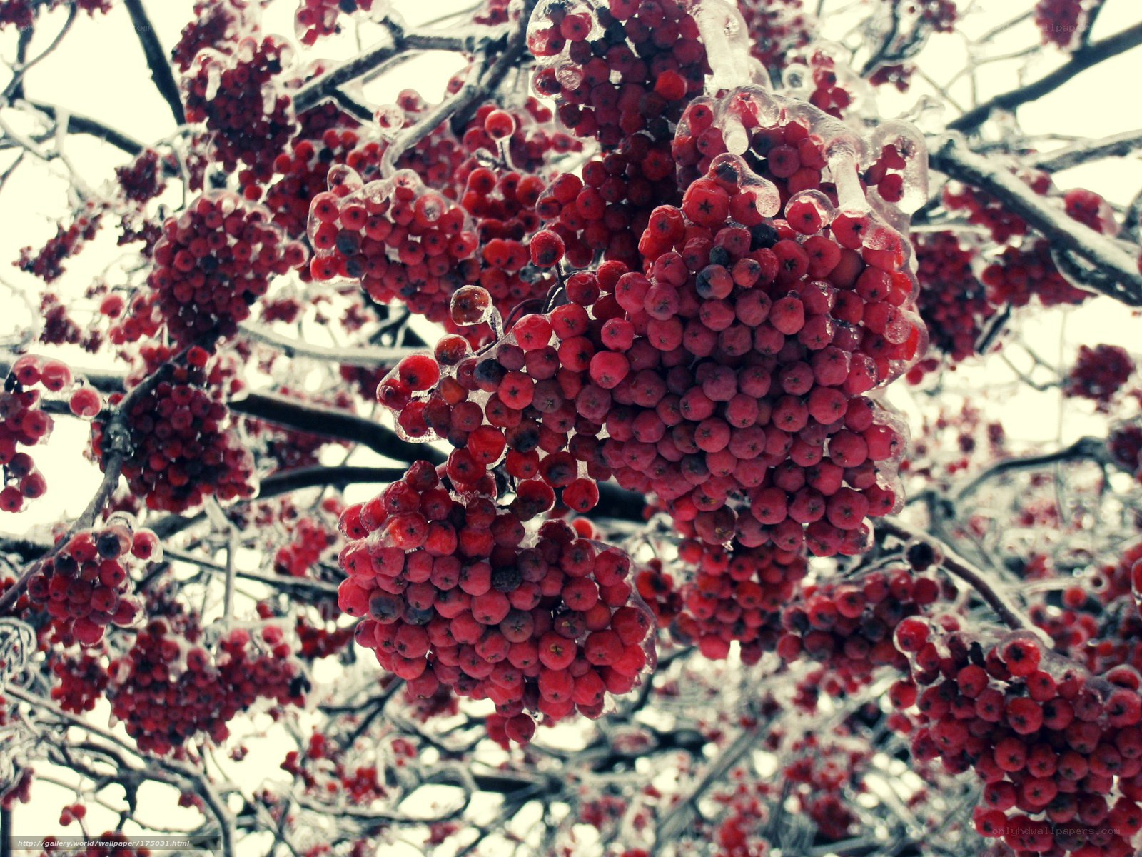 frozen berries on a tree