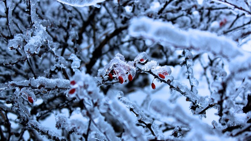 frozen berries on a winter branch