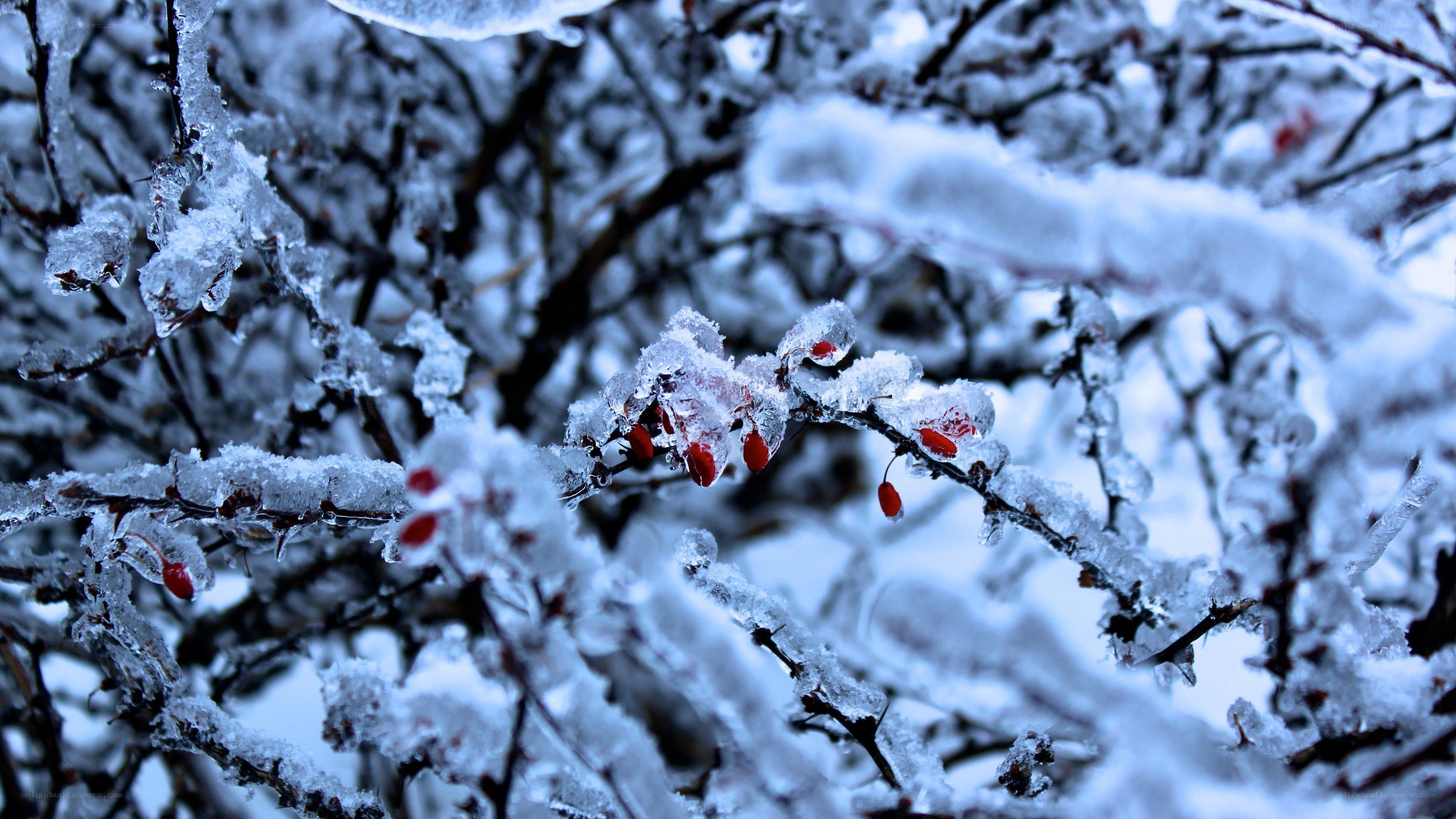 frozen berries on a winter branch