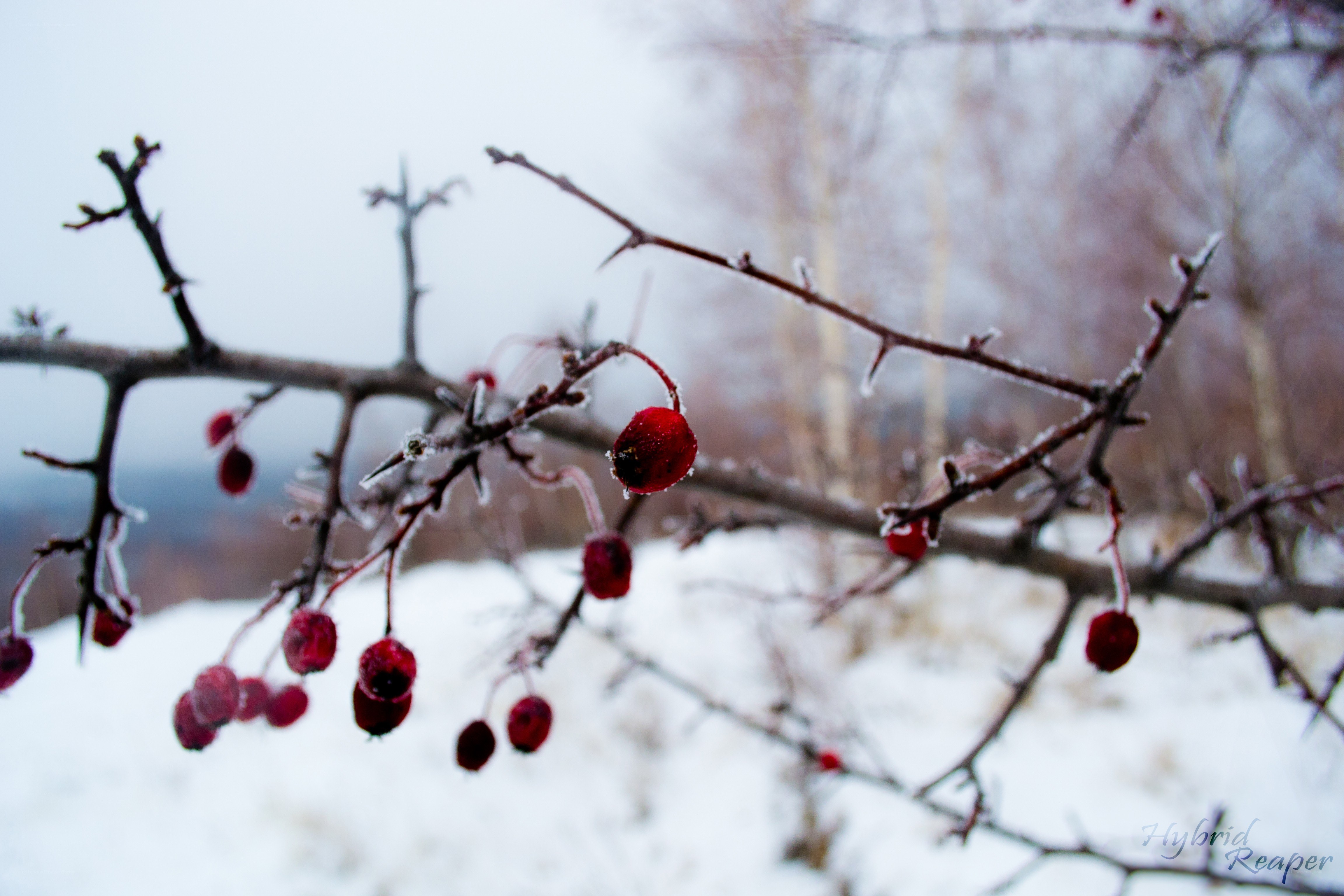 Frozen berries on a winter branch