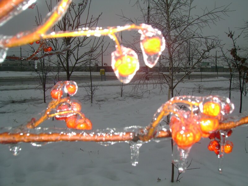 Frozen berries on a winter branch