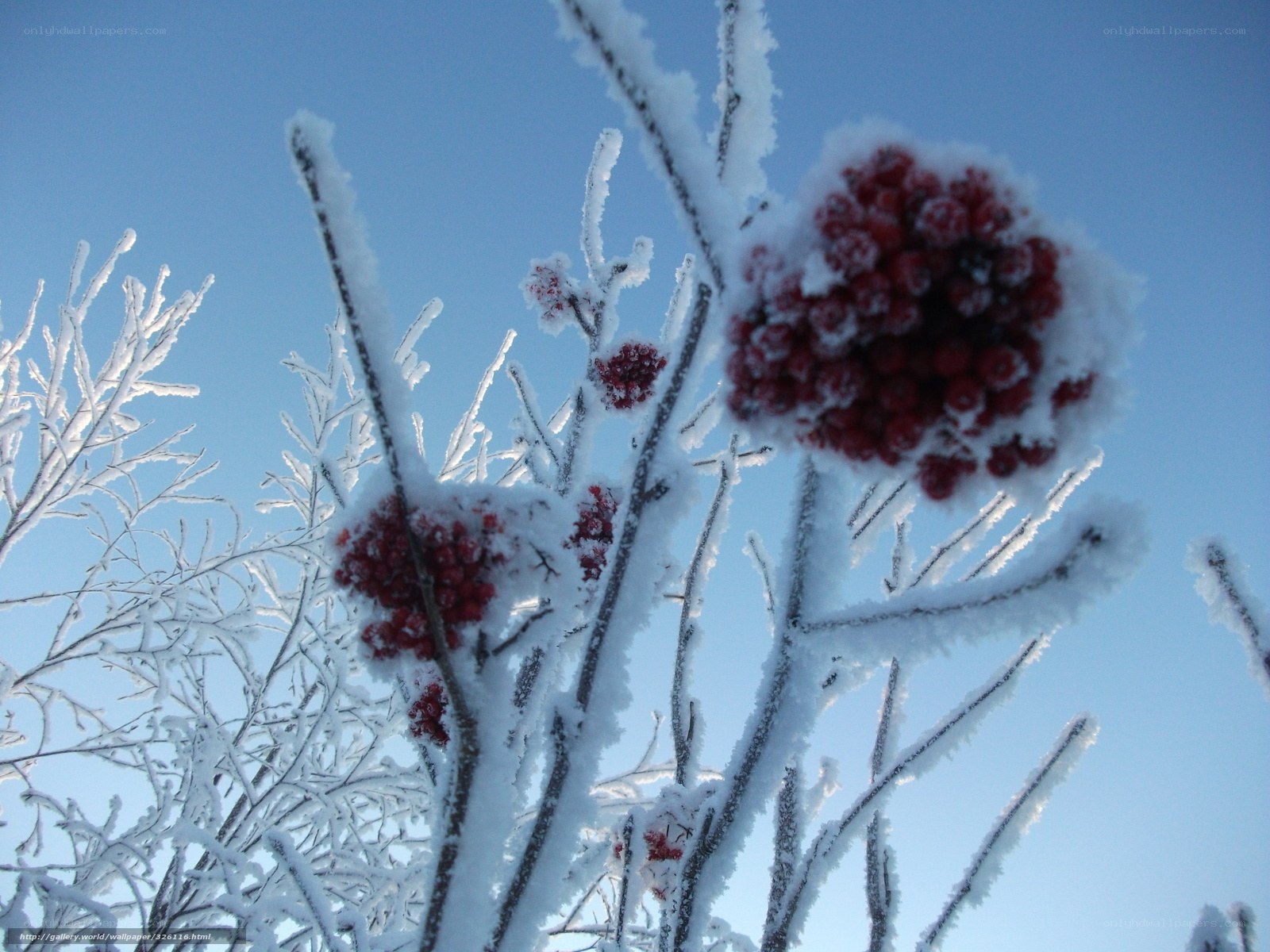 frozen berries on a winter day