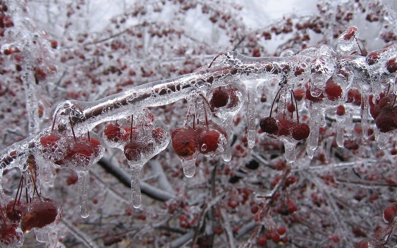 Frozen Berries on Branch — Cold
