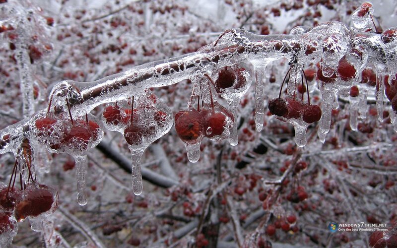 Frozen Berries on Branch — Red, Cold