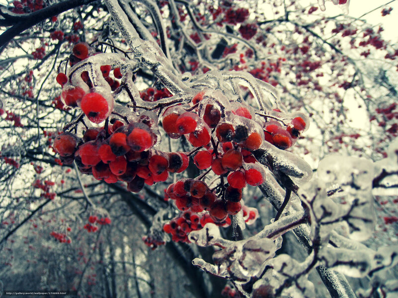 Frozen Berries on Branch — Red, Cold, Winter, Photograph, Ice, Branches