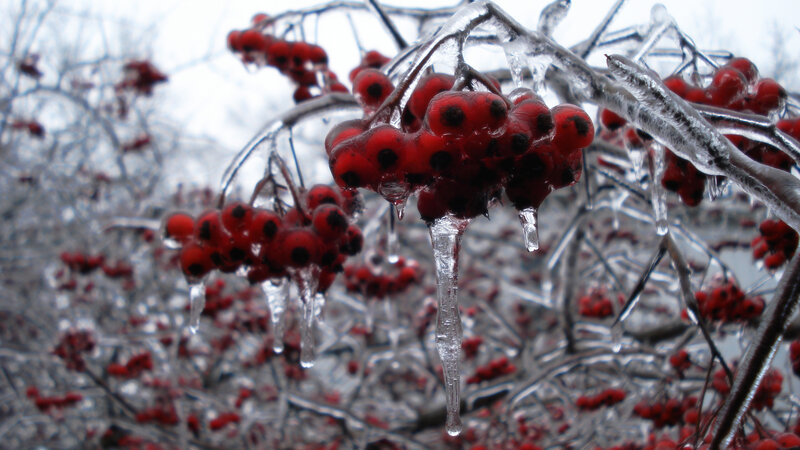 Frozen Berries on Branch — Red, Cold, Winter, Photograph, Ice