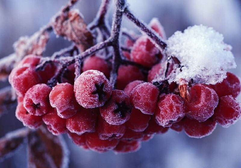 Frozen Berries on Branch — Red, Cold, Winter, Photograph, Snow