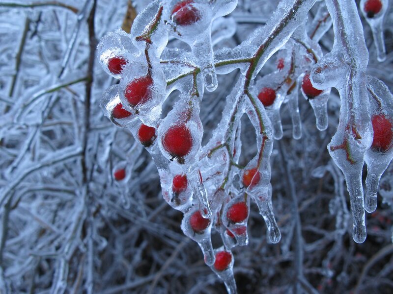 Frozen Berries on Branch — Red, Cold, Winter, Photograph