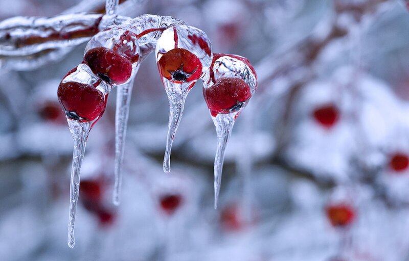 Frozen Berries on Branch — Red, Cold, Winter