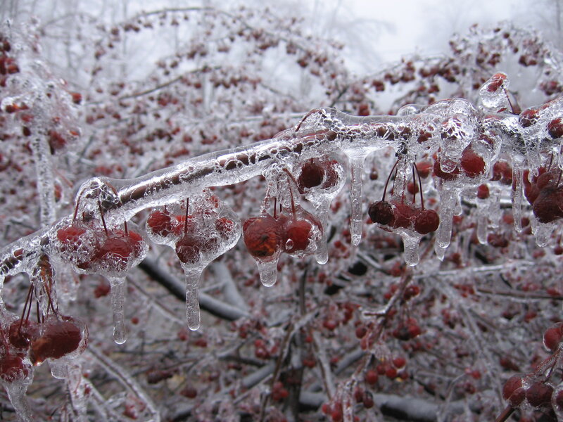Frozen Berries on Branch — Red