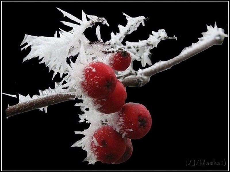 Frozen Berries on Branch