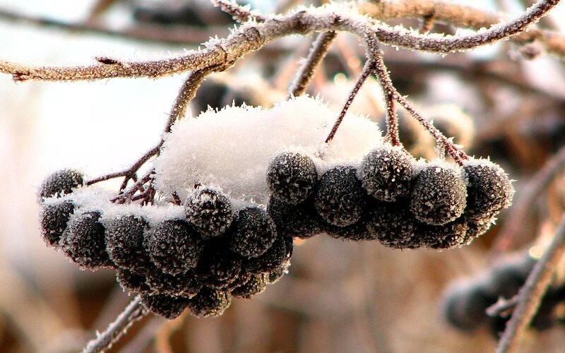 Frozen Berries on Branch — White, Cold