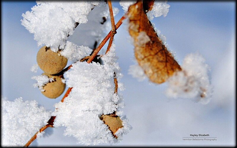 Frozen Berries on Branch — White, Cold, Winter, Photograph