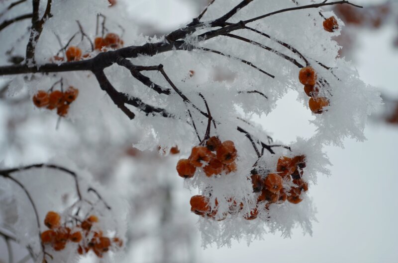 Frozen Berries on Branch — White, Cold, Winter