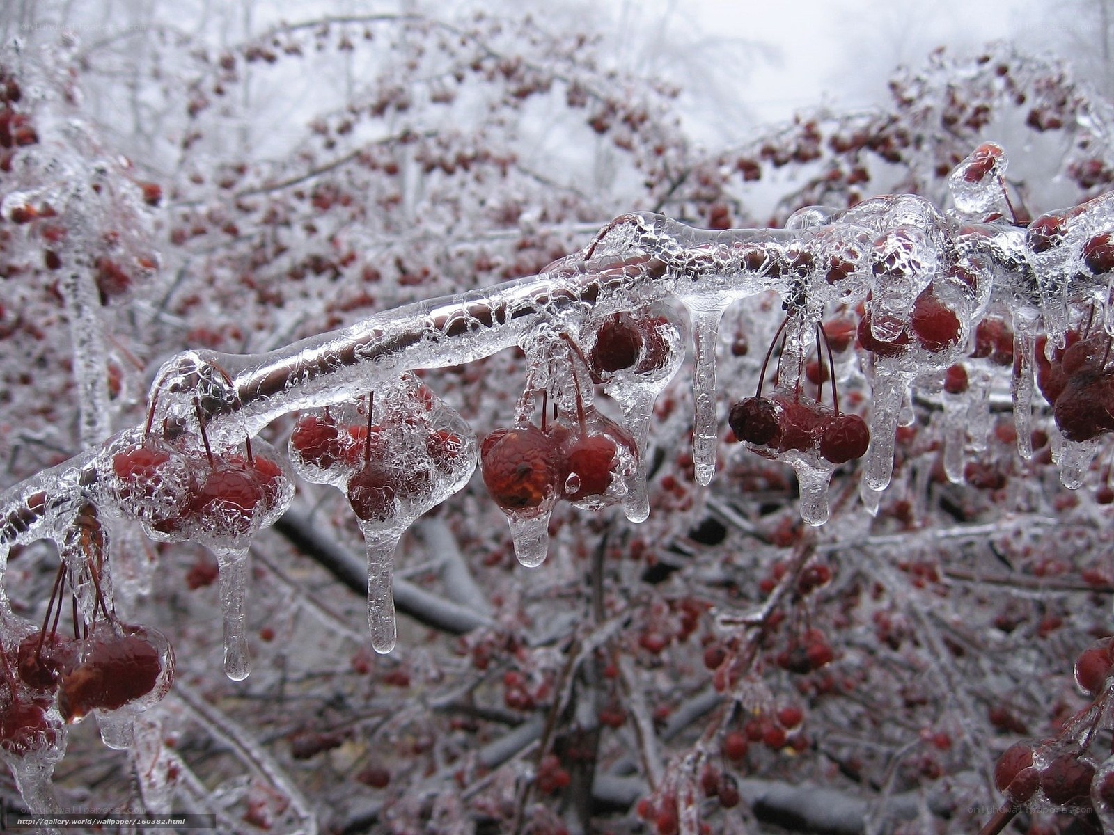Frozen berries on icy branch