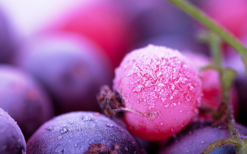 Frozen Berries — Purple