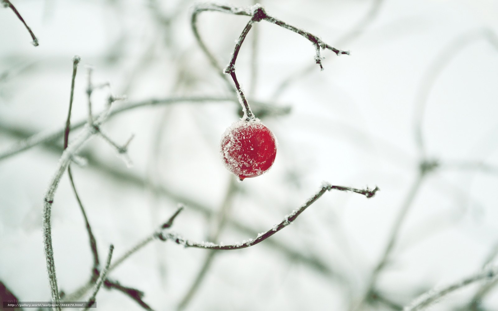 frozen berry on a branch