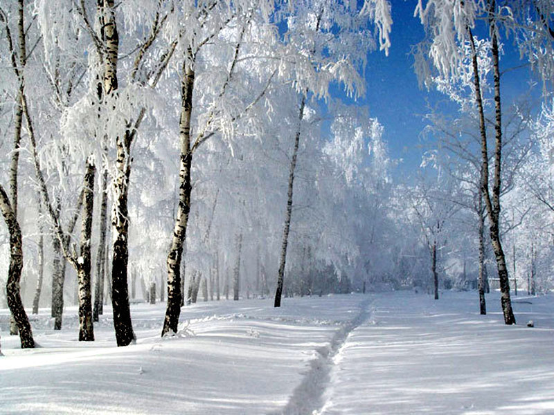 frozen birch forest