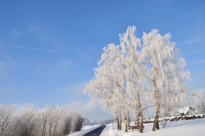 Frozen Birch Trees — Blue