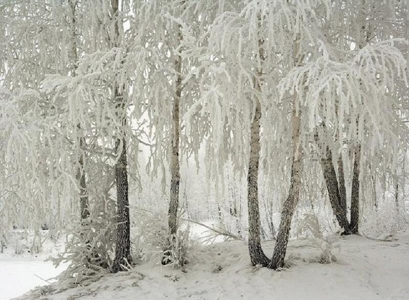 Frozen Birch Trees