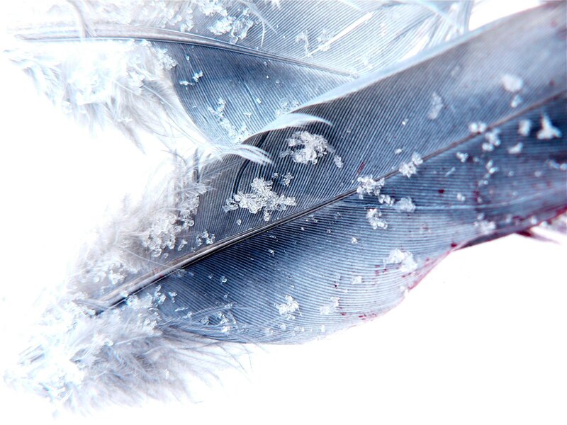 Frozen Bird Feathers