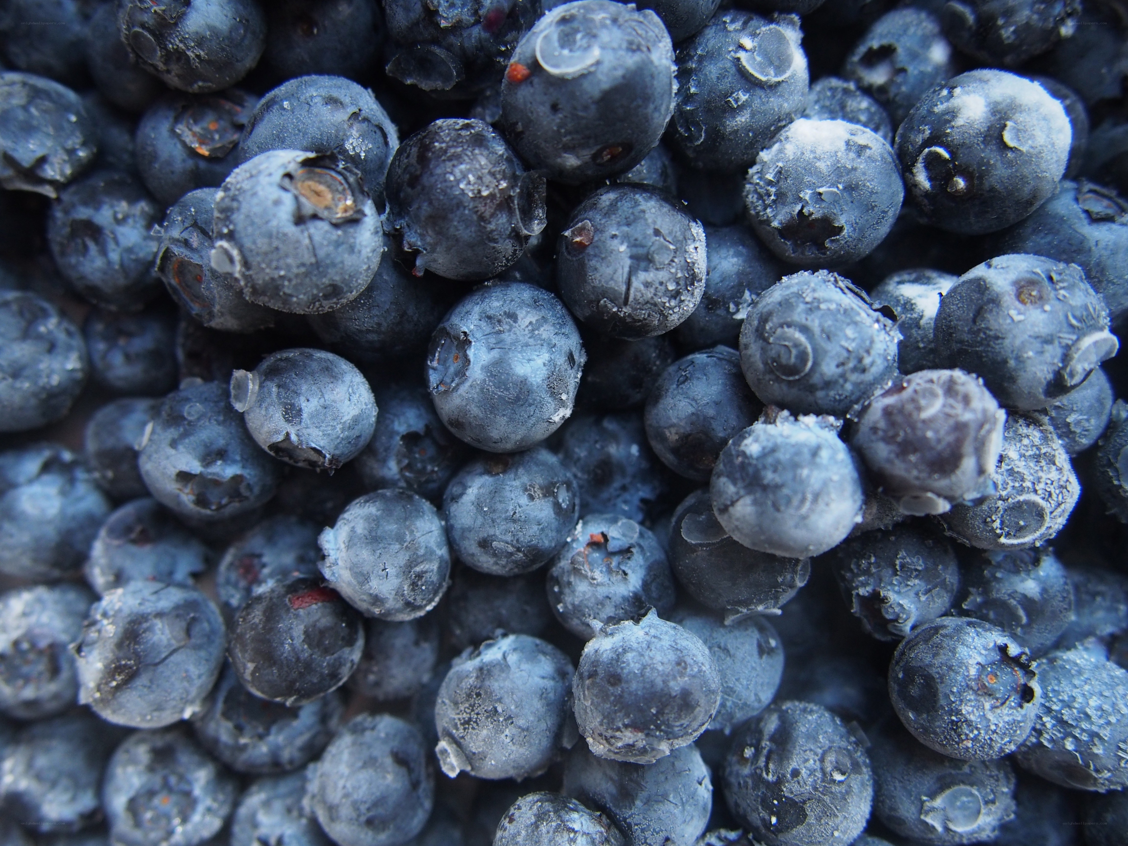 frozen blueberries close-up