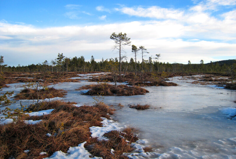 Frozen bog landscape