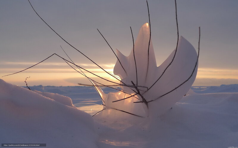 frozen branch at sunset